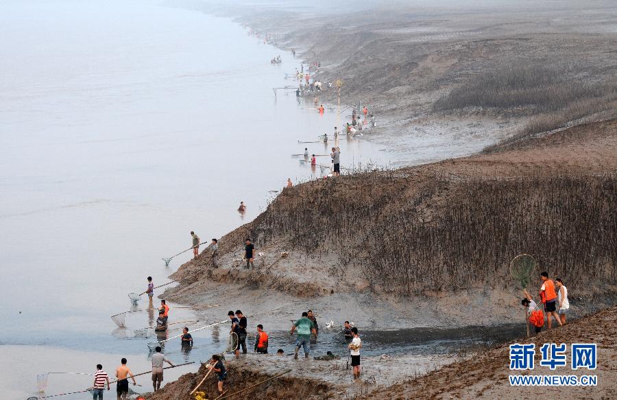  7月6日,在山西省平陸縣黃河岸邊,人們在捕撈黃河“流魚”。