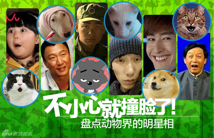 不小心就撞臉了！盤(pán)點(diǎn)動(dòng)物界的明星相