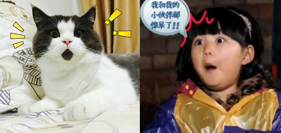 不小心就撞臉了！盤(pán)點(diǎn)動(dòng)物界的明星相