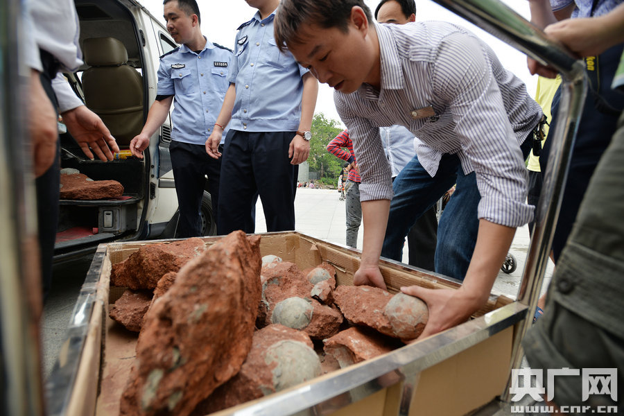 2015年4月19日，廣東河源，道路改造施工現(xiàn)場，挖出一大窩恐龍蛋化石。