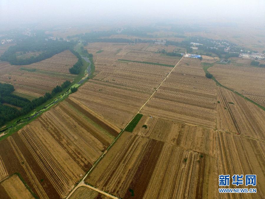 這是5月28日在河南省南陽市唐河縣甘河灣村航拍的麥?zhǔn)宅F(xiàn)場。