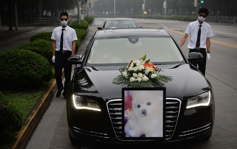 著寵物狗靈柩的車隊(duì)緩緩開往悼念室。