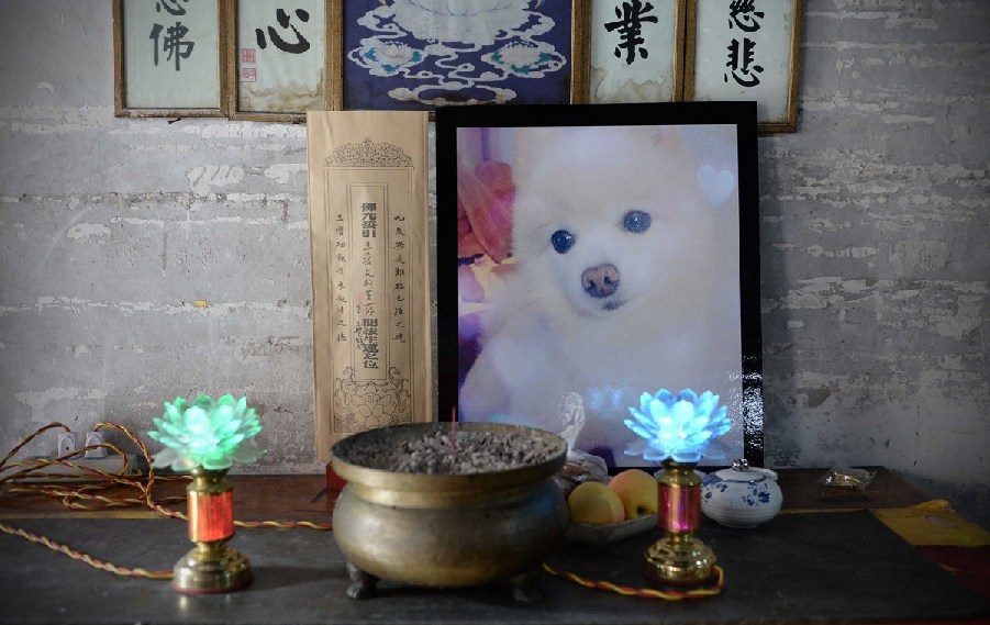 寵物狗的遺像被擺放在寺廟中。