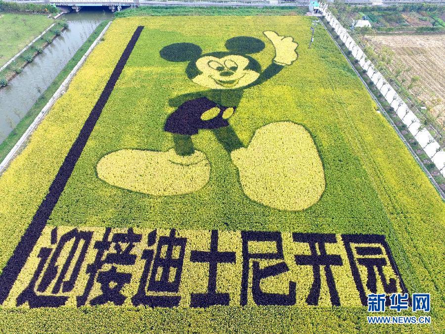 10月25日，游客在觀景臺上觀賞“米老鼠”稻田畫。