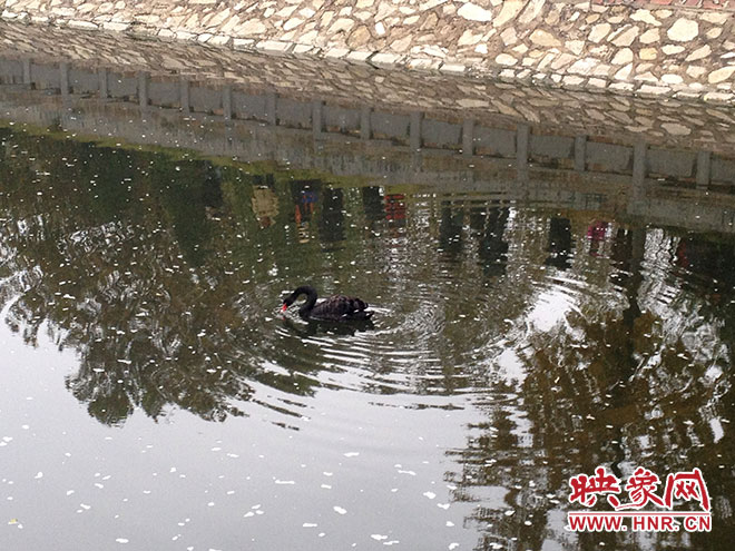 受傷的黑天鵝迫降鄭州金水河。