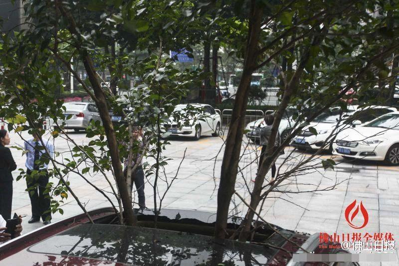 一輛停在停車位上的寶馬轎車，被墜落的樹枝砸中，樹枝徑直插入車內(nèi)，現(xiàn)場(chǎng)引發(fā)不少市民圍觀拍照。