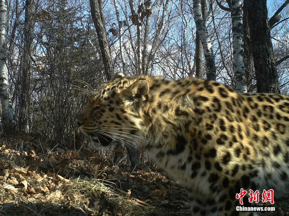 黑龍江老爺嶺保護(hù)區(qū)多次拍到野生東北虎、豹影像