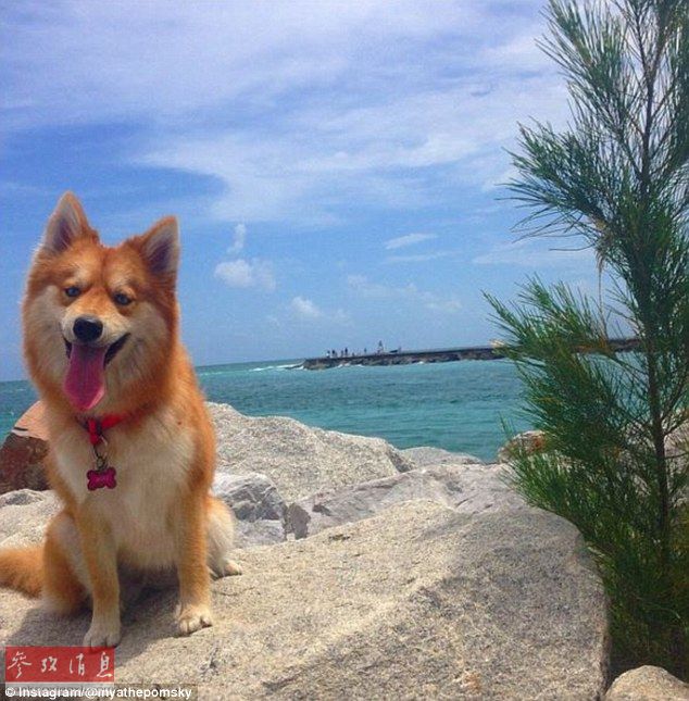 狐貍還是狗？藍(lán)眼睛萌寵走紅網(wǎng)絡(luò)