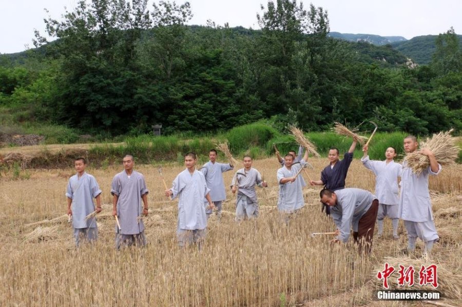 少林寺喜迎豐收季 僧眾農(nóng)場(chǎng)收麥忙