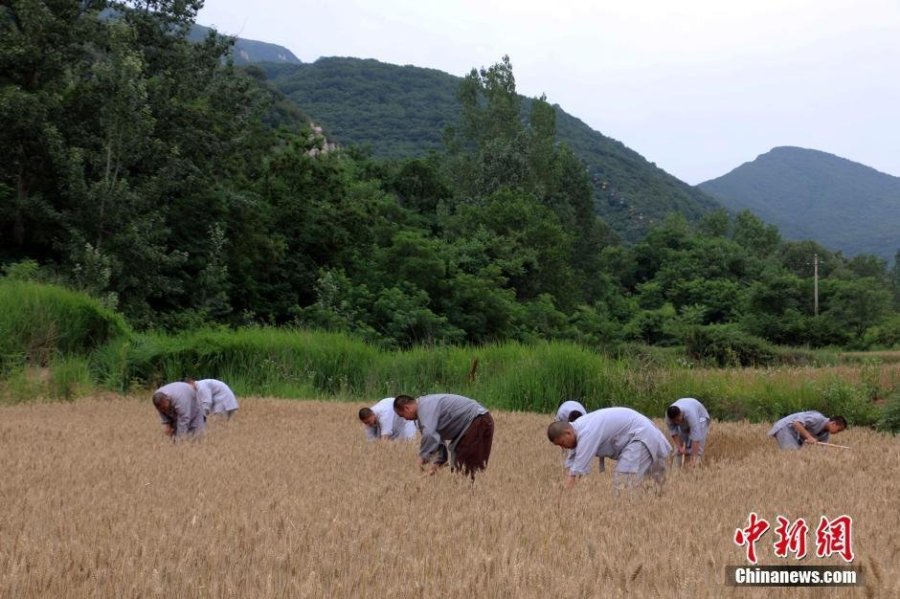 少林寺喜迎豐收季 僧眾農(nóng)場(chǎng)收麥忙