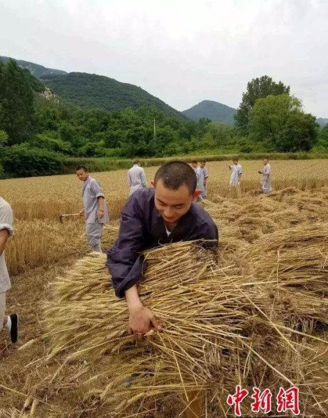少林寺喜迎豐收季 僧眾農(nóng)場(chǎng)收麥忙