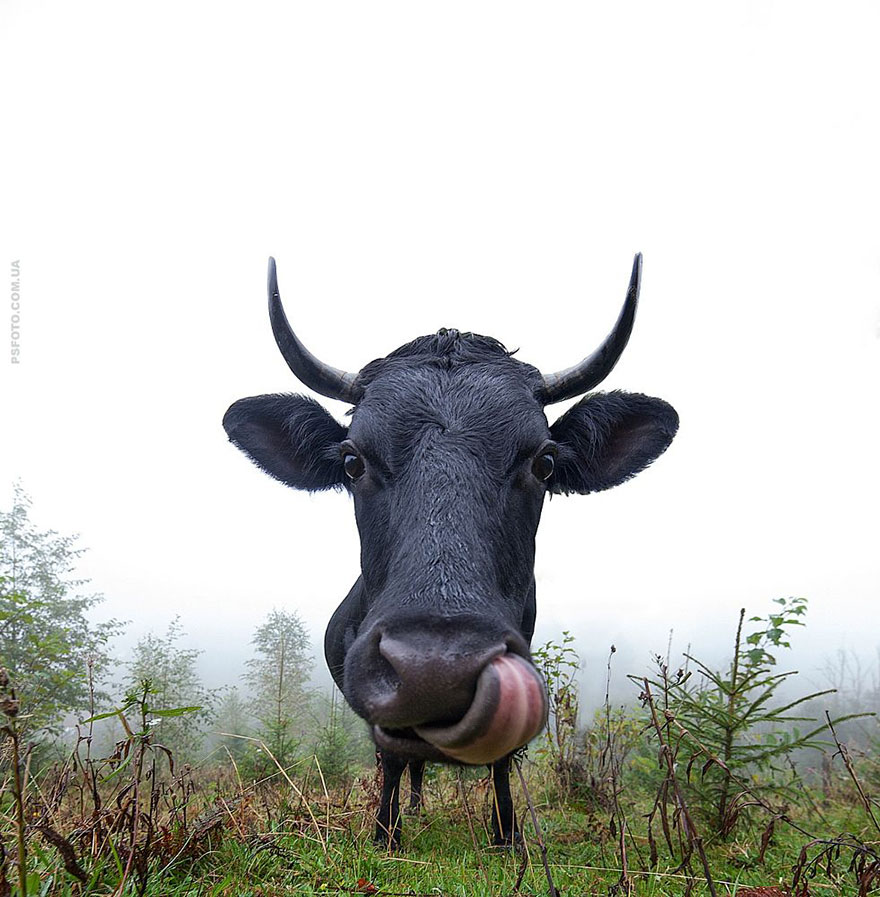 它們都是表情帝！一組不可思議的動物肖像