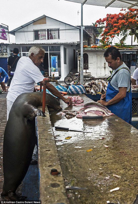 厄瓜多爾海獅成魚攤“?？汀?排隊(duì)“買”金槍魚