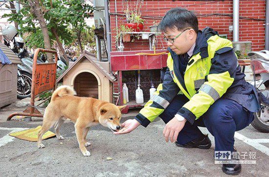 圖中這只柴犬生性好動(dòng)，逢人就搖起臀部及尾巴