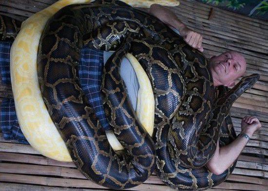 菲律賓一家動(dòng)物園為游客提供蟒蛇按摩服務(wù)。