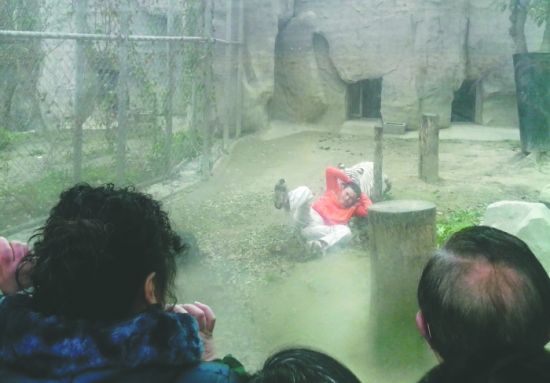 昨日，成都動物園，男子進入白虎活動區(qū)后被白虎拖行。動物園出動50多人成功營救下他