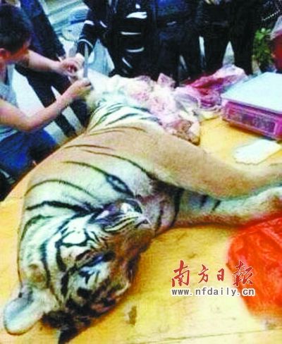 　殺虎現(xiàn)場(chǎng)。由匿名受訪人提供