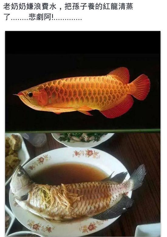 老奶奶嫌浪費水,把孫子養(yǎng)的紅龍清蒸了。圖片取自臺媒