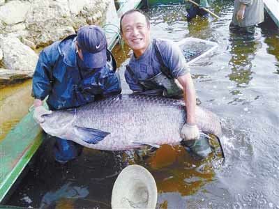 河南水庫捕到147斤重大青魚，長1.76米。