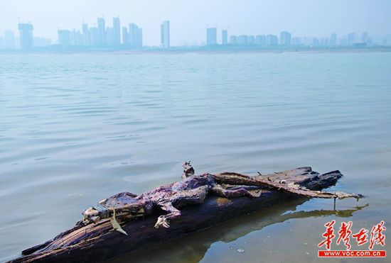 23日上午，瀏陽(yáng)河與湘江交匯的地方發(fā)現(xiàn)了一條鱷魚的尸骸。