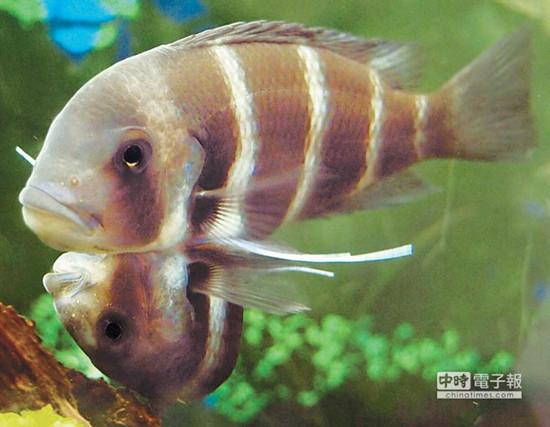 這對連體魚上面的哥哥體型較大，約是下面弟弟的2倍