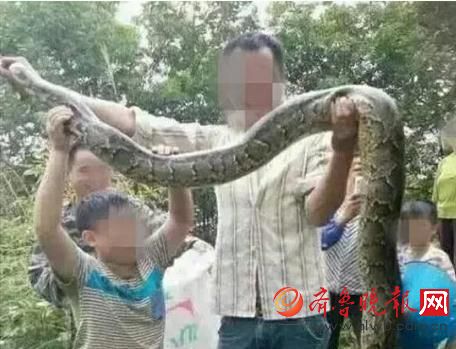 膽真大！男子抓野生大蟒燉湯 蟒蛇屬?lài)?guó)家一級(jí)保護(hù)動(dòng)物(圖)