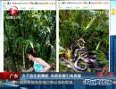 廣東：女子放生劇毒蛇 自稱積德迎來(lái)質(zhì)疑