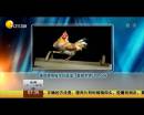 雄雞靚照催生優(yōu)質蛋？看臉世界讓人心碎