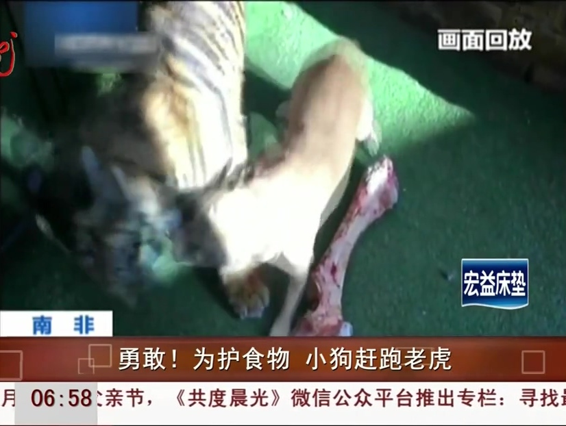 勇敢！為護食物 小狗趕跑老虎