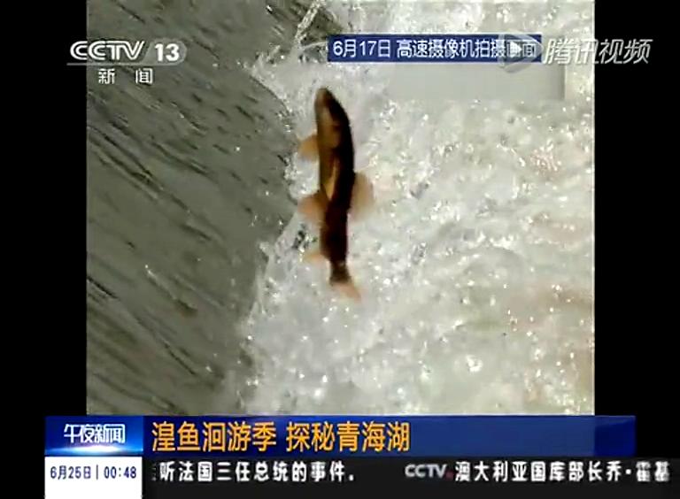 實(shí)拍湟魚(yú)洄游逐激流而生 爭(zhēng)相跳躍大壩