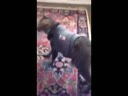 醉酒的貓咪回到家后各種搞笑！