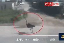 實(shí)拍鴕鳥(niǎo)車(chē)流中狂奔與車(chē)賽跑 腳底生風(fēng)引路人尖叫