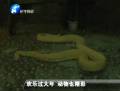 歡樂(lè)過(guò)大年 動(dòng)物也精彩