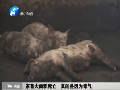 家畜大面積死亡 真的是因為毒氣！