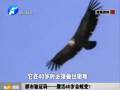 都市驗(yàn)證碼——鷹活40歲會(huì)蛻變？