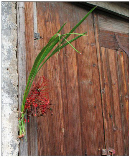 端午節(jié)時(shí)，百姓將菖蒲懸于家門(mén)，企盼驅(qū)病避邪