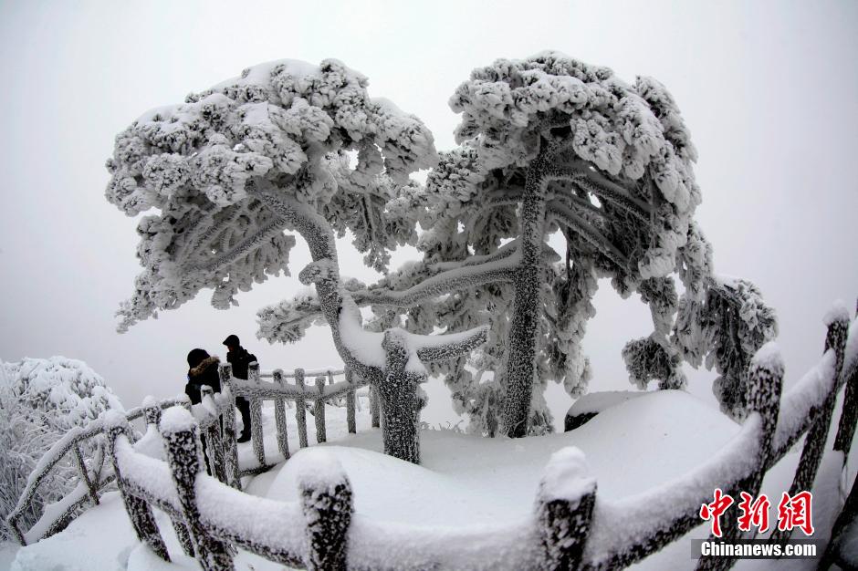 12月18日，雪后的安徽黃山風(fēng)景區(qū)出現(xiàn)了大面積雪凇美景，銀裝素裹，玉樹瓊枝，游人置身其間，如醉如癡。