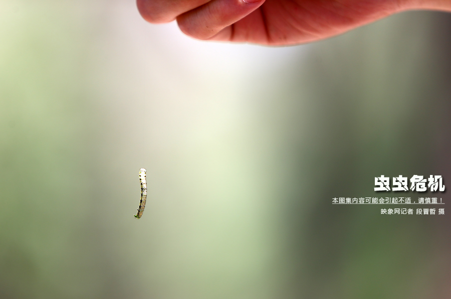 當(dāng)小蟲(chóng)子從樹(shù)上垂絲而下懸在半空中時(shí)，給路上的行人帶來(lái)諸多不便