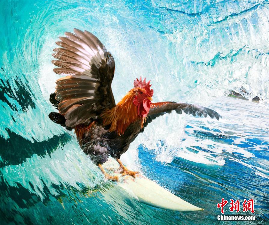 有趣！英國一公司推出公雞日歷